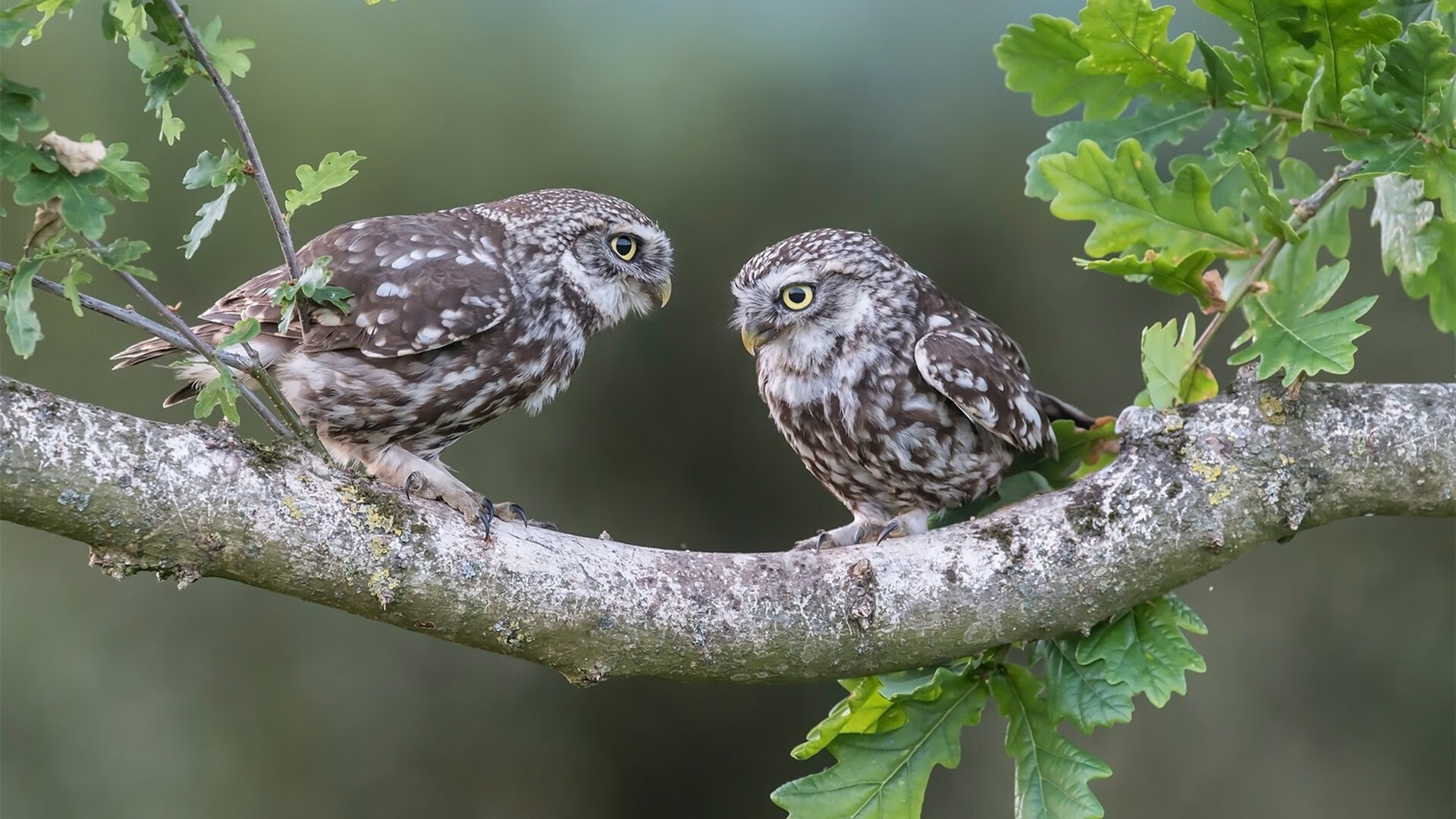意甲边路战术从传中转向控球创新趋势,意甲边路战术从传中转向控球创新趋势是什么