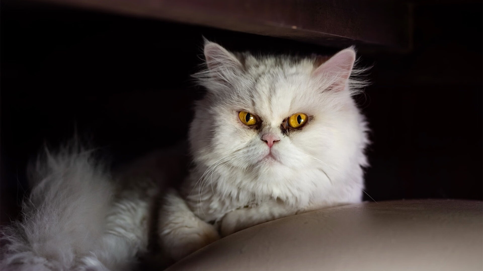 法甲“领头羊之战”:巴黎圣日耳曼迎战里昂,冠军悬念升级