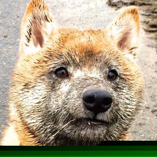 西甲裁判系统引入语义自动标注提升赛后复盘效率,西甲著名裁判