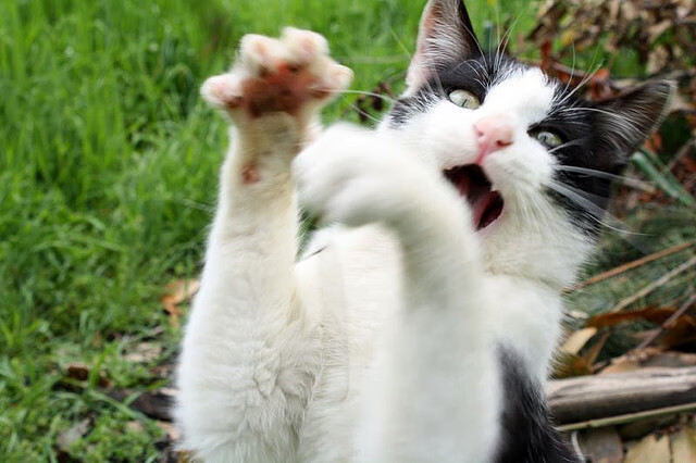 图卢兹阵容厚度逐步改善整体表现，图卢兹位置