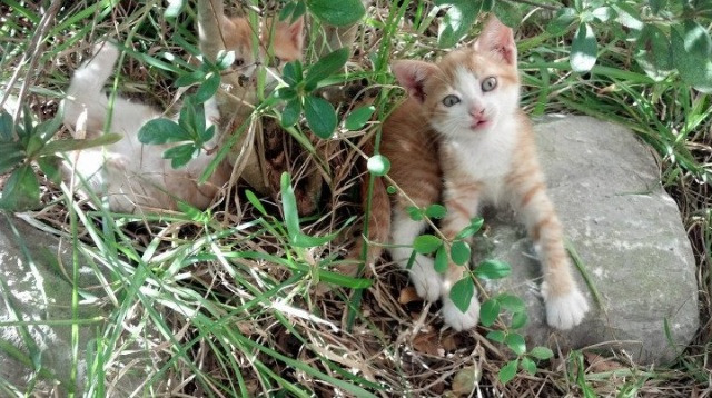 九游娱乐app-奥运场馆绿色改造升级推进可持续发展，奥运村绿色建筑