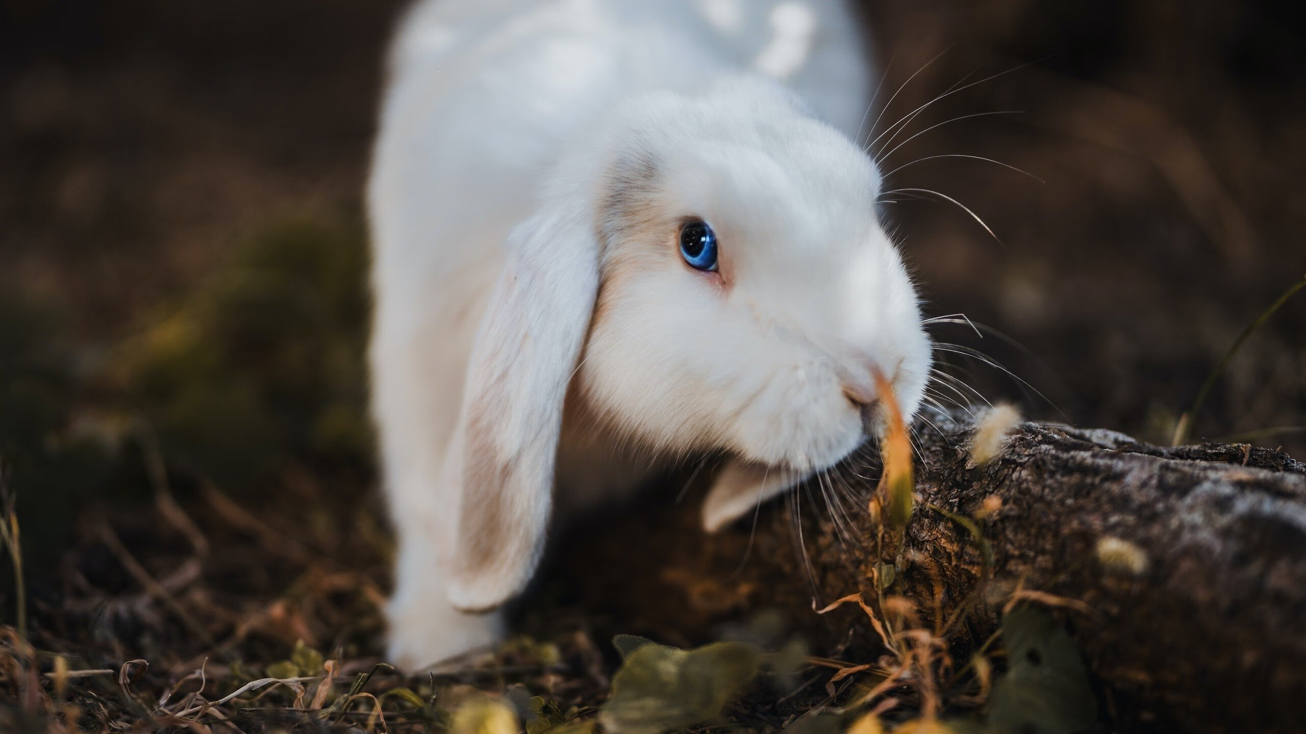 恩波利围绕核心组织构建进攻体系，恩波利队
