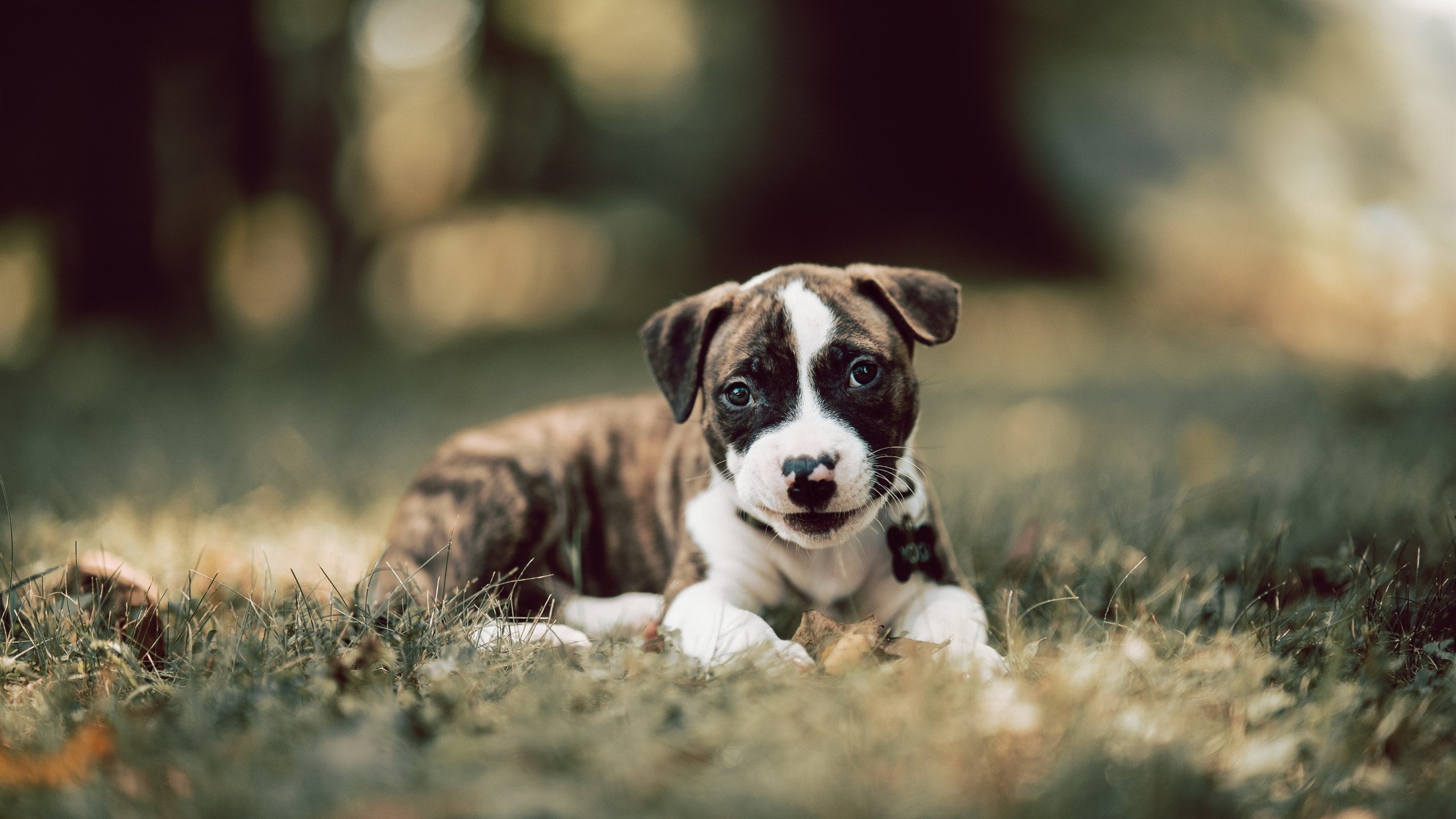 拜仁通过“战术角球”创造关键进球机会