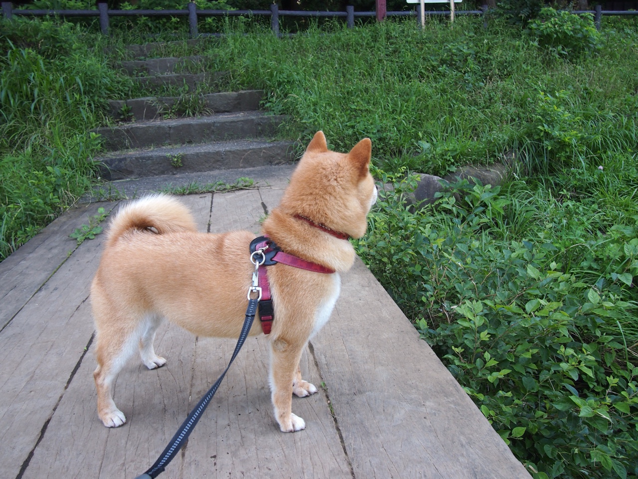 九游娱乐在线-凯恩·瑞安：新西兰橄榄球的全能先锋，未来之星