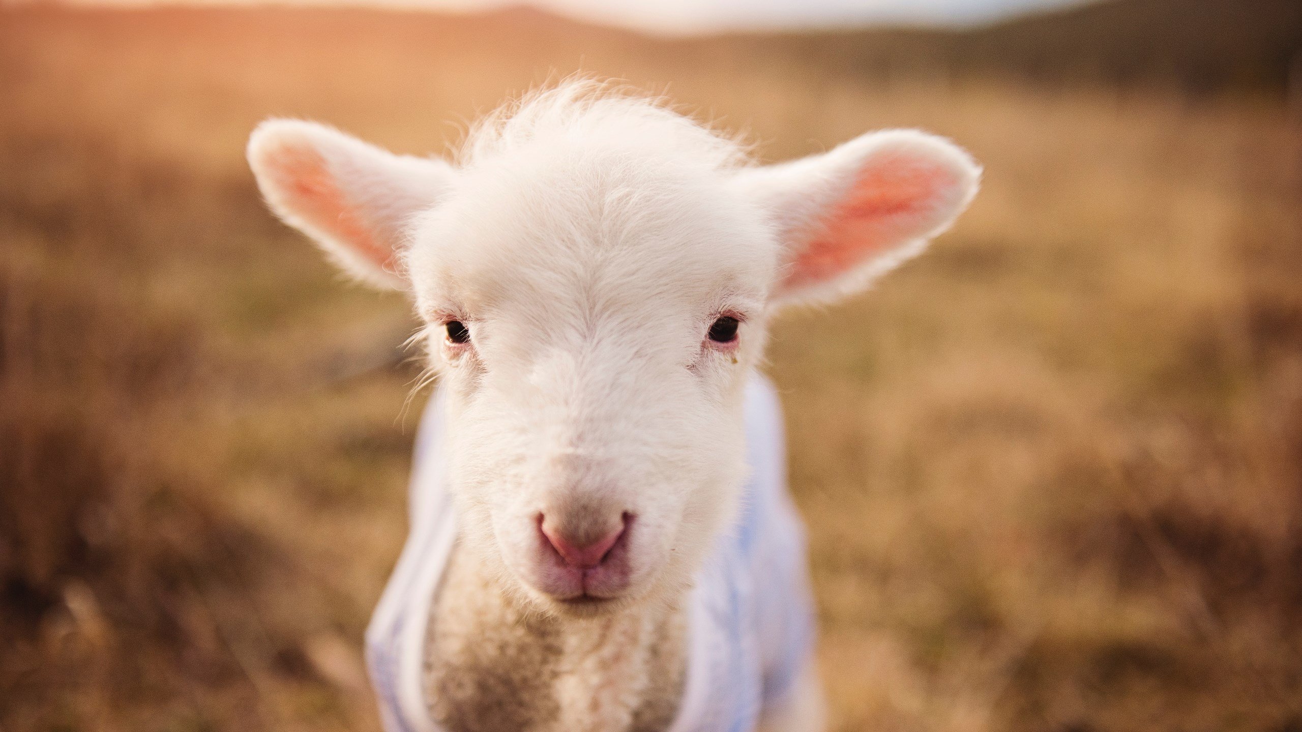 国内足球解说嘉宾团队扩容,内容更加多元,足球解说嘉宾名单