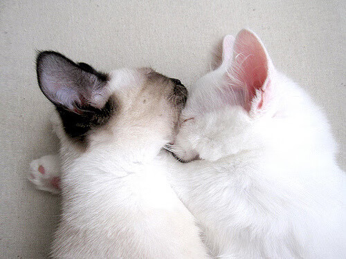 九游娱乐官方-塞内加尔男篮在非洲锦标赛中奋勇冲击，夺冠之路越走越宽，塞内加尔男篮nba球员